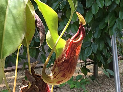 京都府立植物園N.ﾃﾞｨﾝｸﾑｺﾄ2.jpg