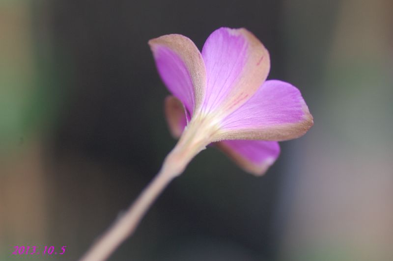 DSC_9767.JPG
