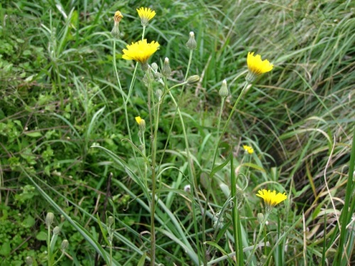 帰化植物ヤネタビラコの花 秋の北海道での自然観察 その7 しろうと自然科学者の自然観察日記 楽天ブログ