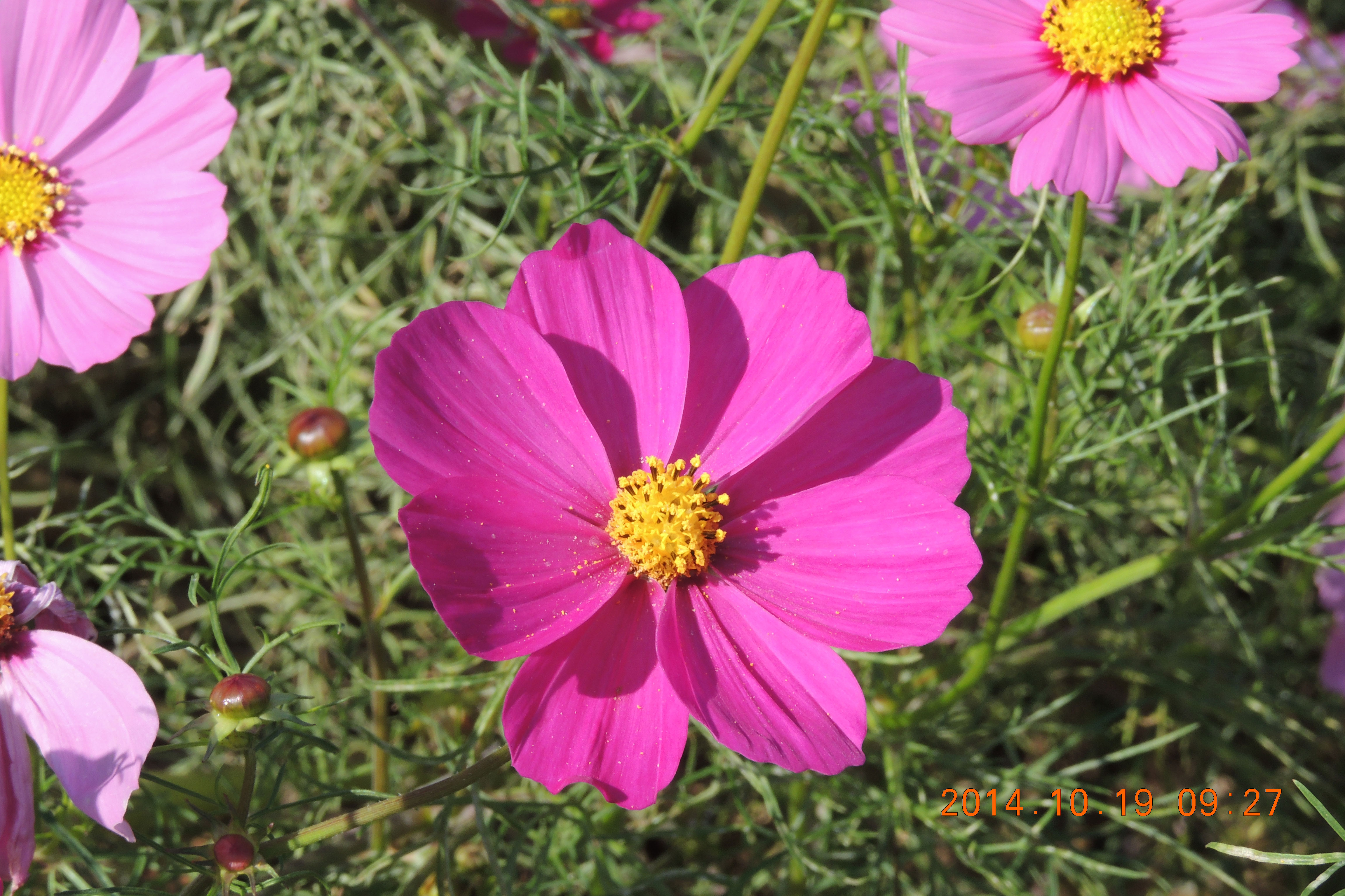 cosmos2014-004w.jpg