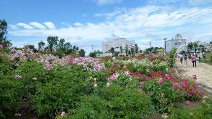 douhokunotabi2012.7-haboro-baraen-b.jpg