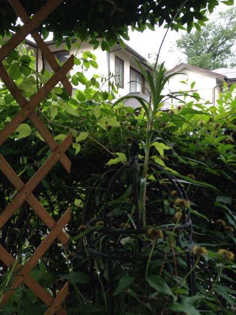 IMG_9193 (480x640).jpg