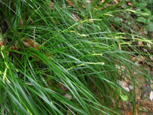 種名がわからないスゲの仲間の花 秋 9月中旬 の高尾山での自然観察 その8 しろうと自然科学者の自然観察日記 楽天ブログ