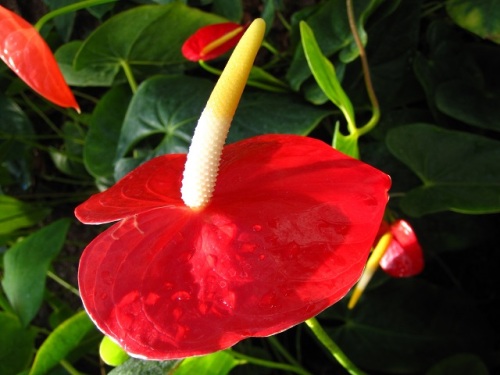 大きな紅い団扇のような仏炎苞がある肉穂花序をつけるオオベニウチワの花 自然観察の振返り 16 サトイモ科の植物 第9回 しろうと自然科学者の自然観察日記 楽天ブログ