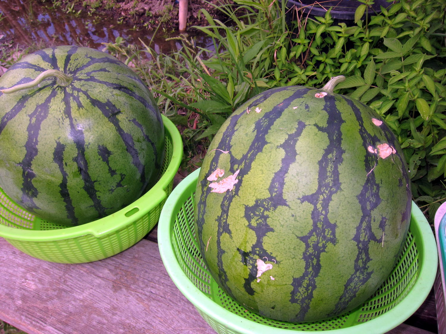 watermelon01.jpg