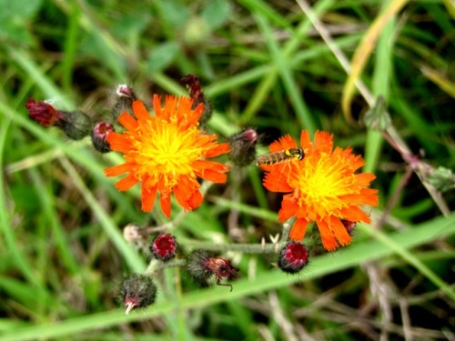 コウリンタンポポの花 コウリンタンポポは 初めての出合いでした 気仙沼大島での自然観察 その8 しろうと自然科学者の自然観察日記 楽天ブログ