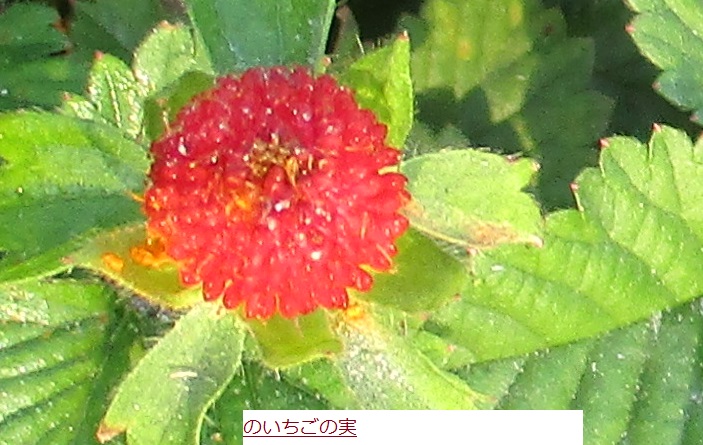 のいちご.JPG