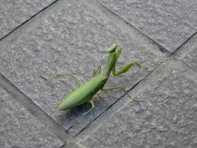 DSC07997.JPG