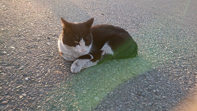 showPhoto (640×360)