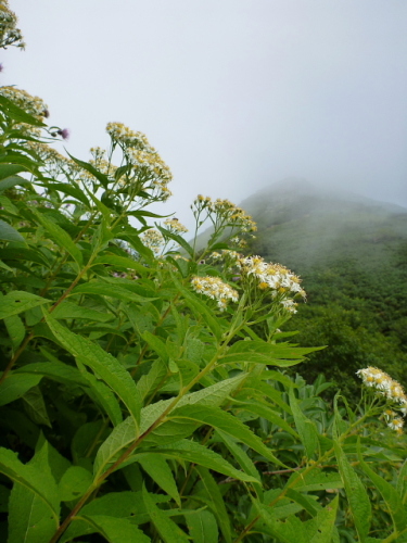 尾瀬沼・燧ケ岳の花5.jpg