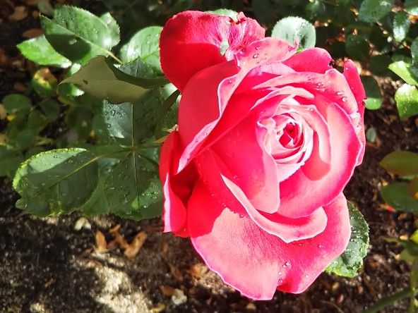 チビ赤薔薇_花は大輪2018