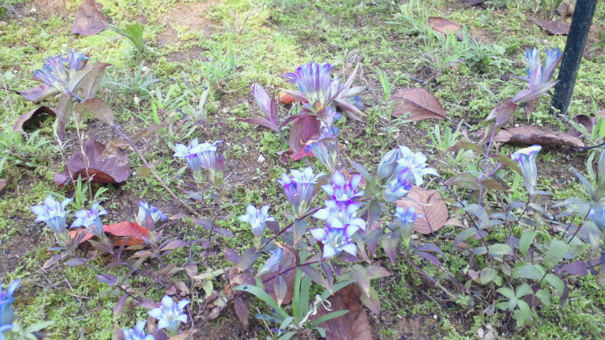 NEC_0053.JPG