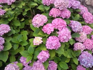 桃紫陽花の茂み20120001.jpg