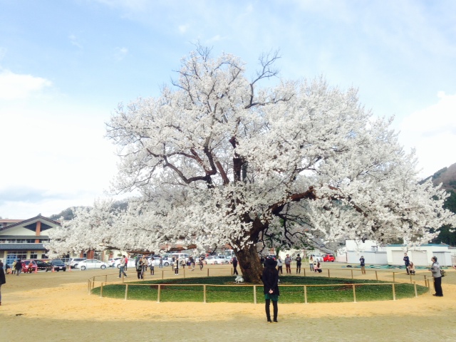 あじまの小学校一本桜.jpg