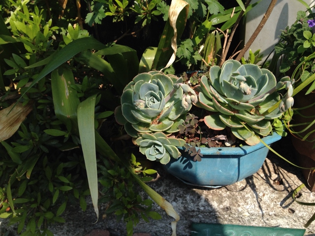 IMG_6998 (640x480).jpg