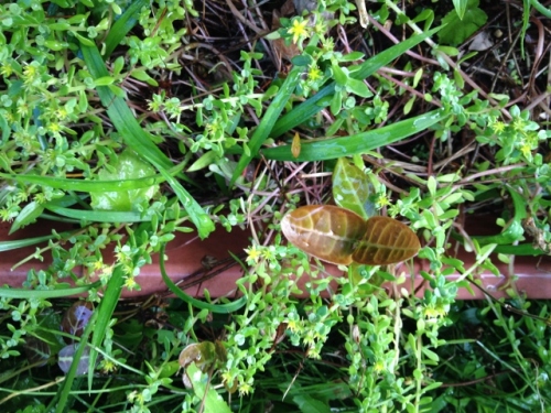 IMG_0483 (640x480).jpg