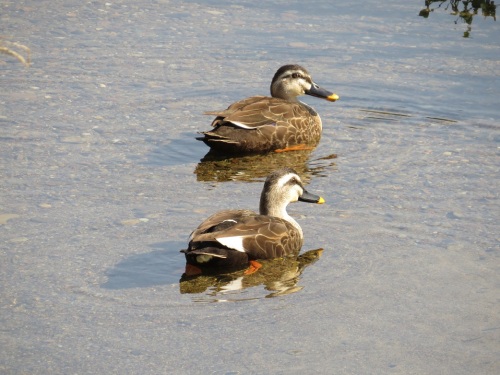 カルガモ♂♀5286.jpg