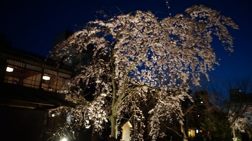 祇園白川 夜桜2.jpg