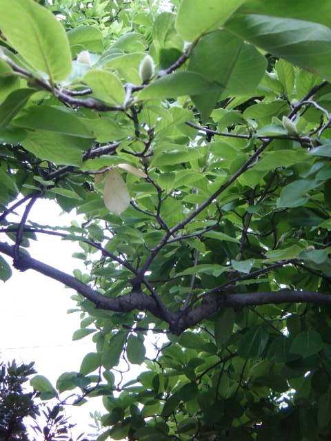 DSC09207.JPG