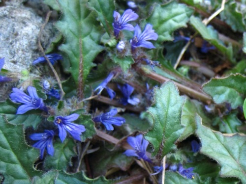 キランソウの花 春 4月中旬 の高尾山での自然観察 その しろうと自然科学者の自然観察日記 楽天ブログ