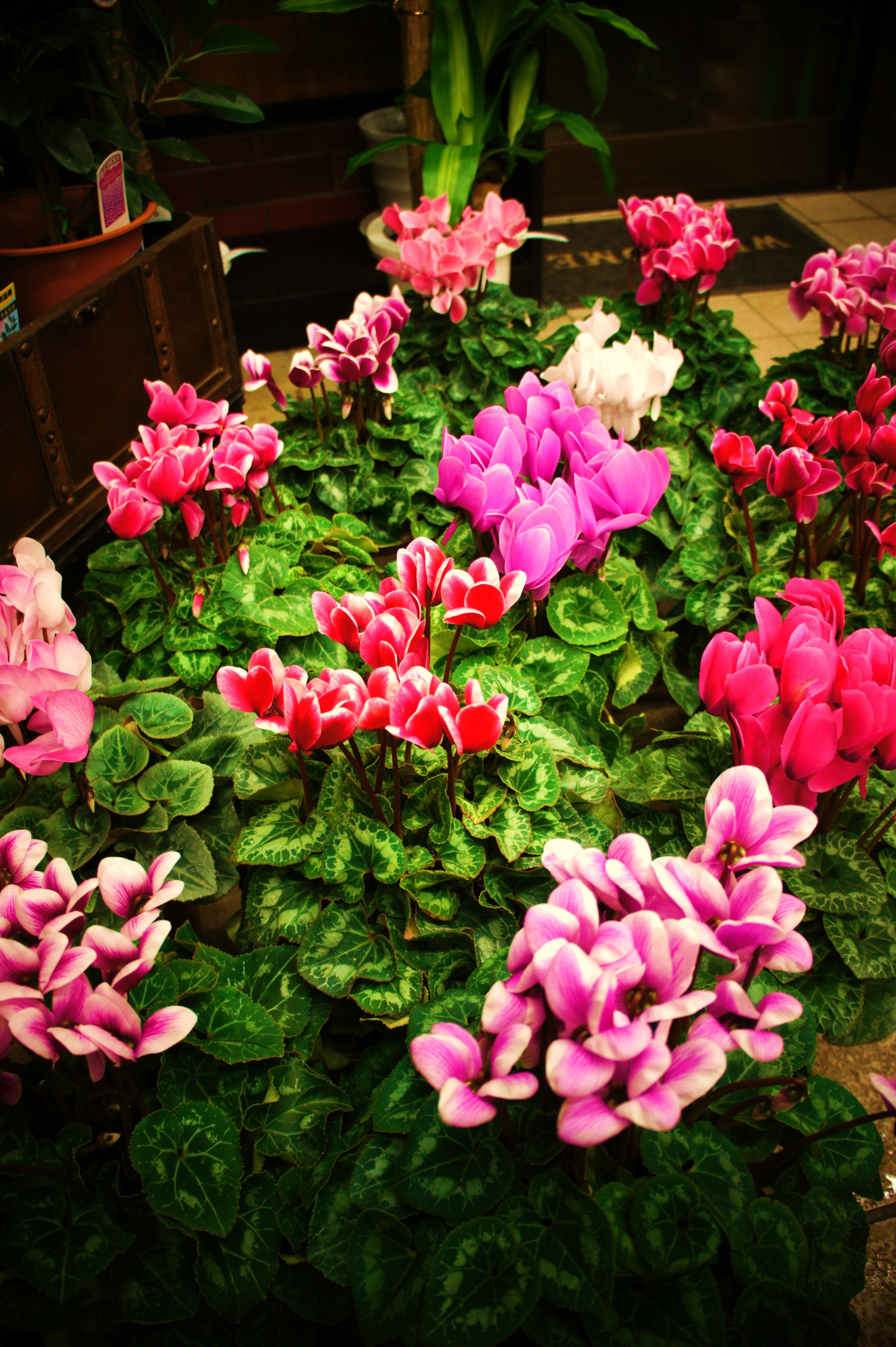 DSC03717.JPG