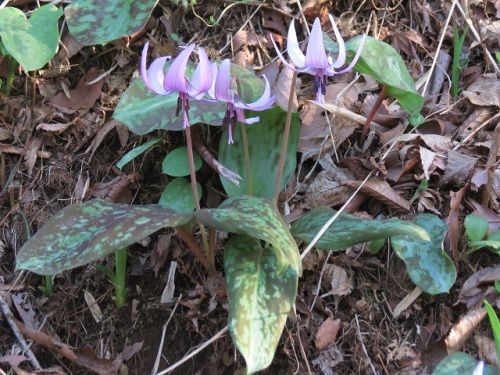 これまでに観察したユリ科の花の特徴とapg分類体系による分類の変化 自然観察の振返り 10 ユリ科の植物 第1回 しろうと自然科学者の自然観察日記 楽天ブログ