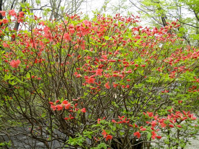 170514tsutsuji.jpg
