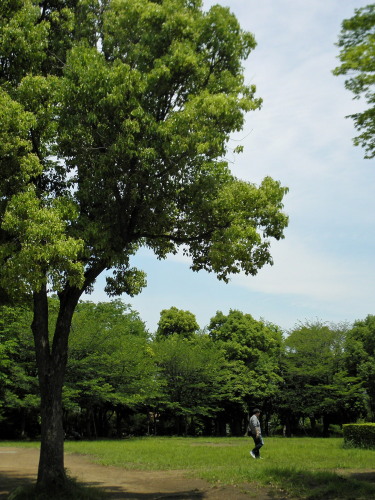 新百合ヶ丘鶴亀松公園２　12.05.26.jpg