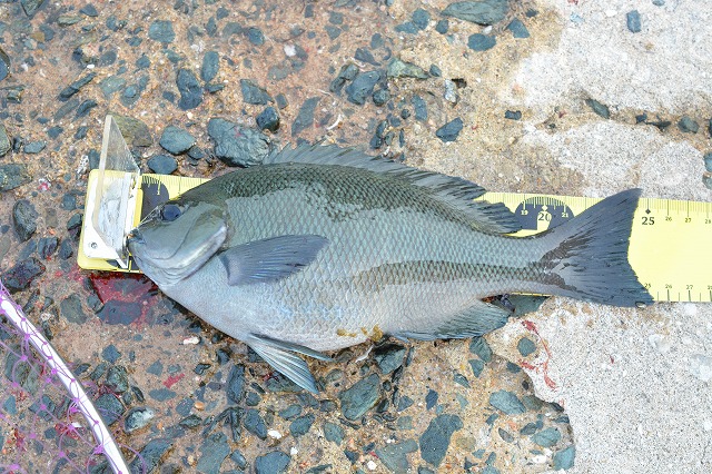 showPhoto (640×426)