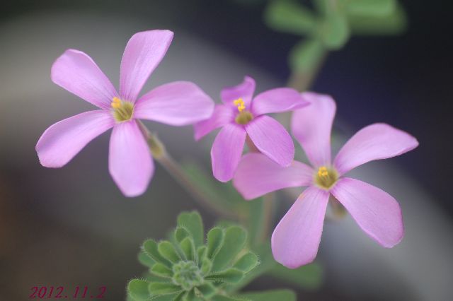 DSC_4525.JPG