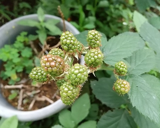 DSC_3638.JPG