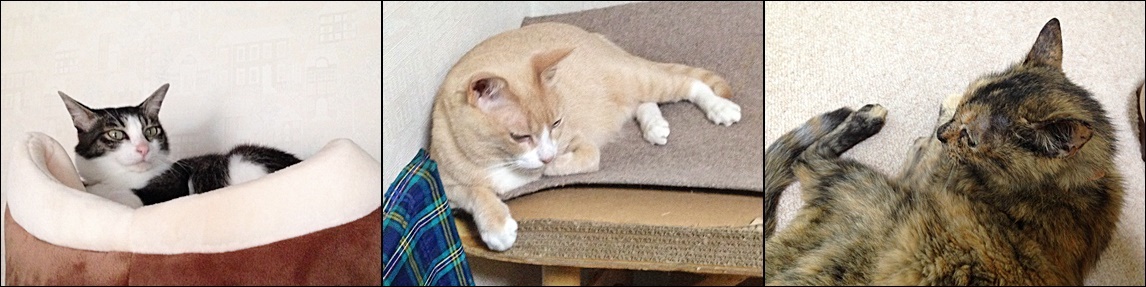 マロン　ジュンコcats.jpg