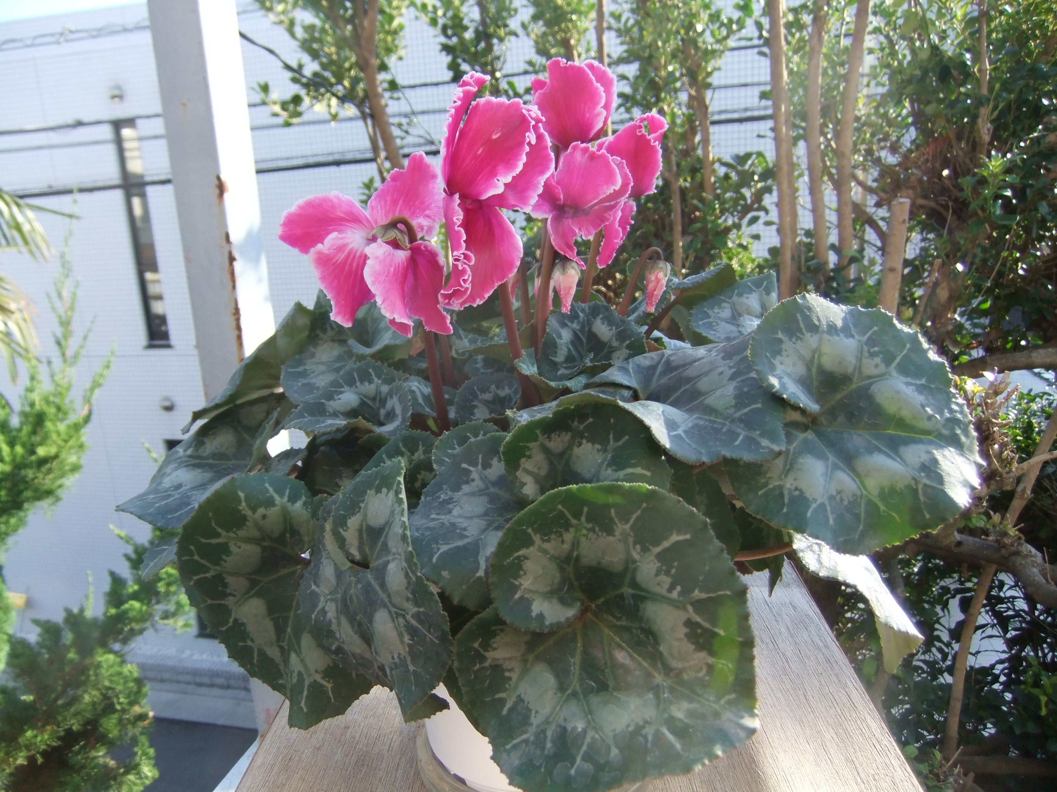 DSCF7708.JPG