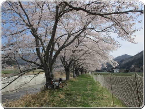 2707古木の桜_2707.jpg