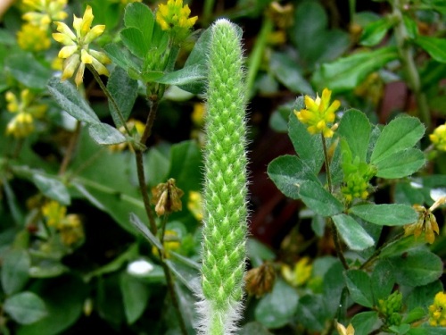 ツボミオオバコの花 ツボミオオバコ 蕾大葉子 の名は 花冠裂片が開かず いつまでも蕾のように見えることから名づけられたそうです しろうと自然科学者の自然観察日記 楽天ブログ