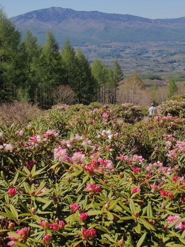 1220160512シャクナゲ園(V.2016_05_21__12_06_47).jpg