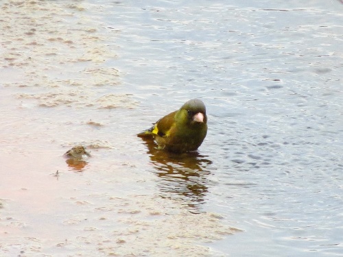 カワラヒワ水浴び_0783.jpg