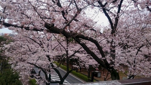 2016桜4.JPG