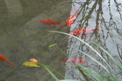 上杉ドコモ金魚 (3).JPG