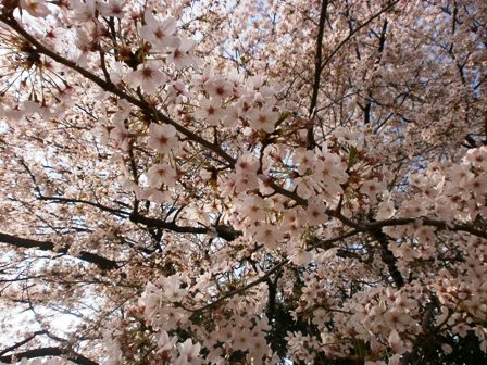 満開の桜２.jpg