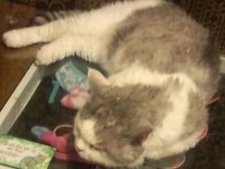 猫グッズの店番猫2017