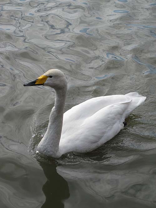 swan2.jpg