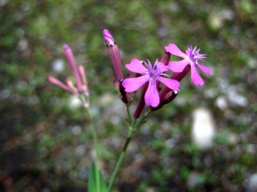 食虫植物ではなく花の蜜を盗むアリがよじ登ってくるのを妨げるムシトリナデシコの花 団地周辺で見かける帰化植物 その18 しろうと自然科学者の自然観察日記 楽天ブログ