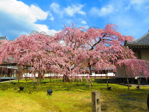 京都２０１２年 001.JPG