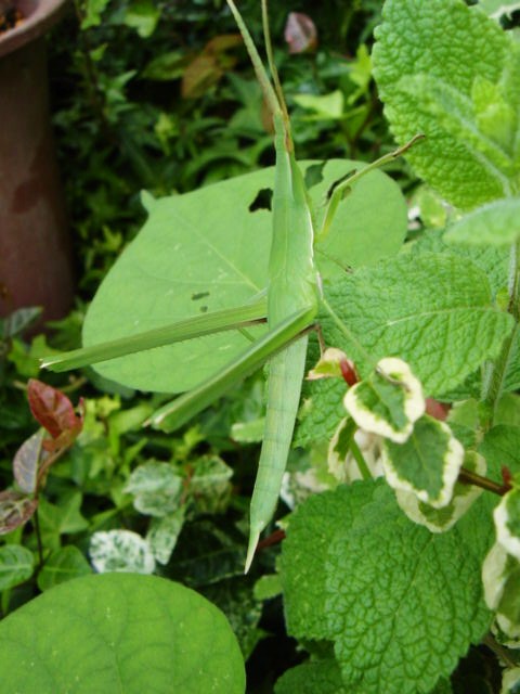 DSC09055.JPG