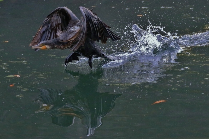 P95A0313 (800x534).jpg