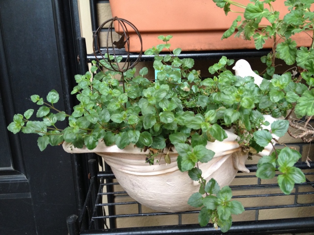 IMG_9202 (640x480).jpg