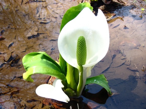 ミズバショウの花 ミズバショウの花は雌性先熟の花で 先に雌蕊が顔を出し その後雄蕊が顔を出します 花言葉は 美しい思い出 変わらぬ美しさ しろうと自然科学者の自然観察日記 楽天ブログ