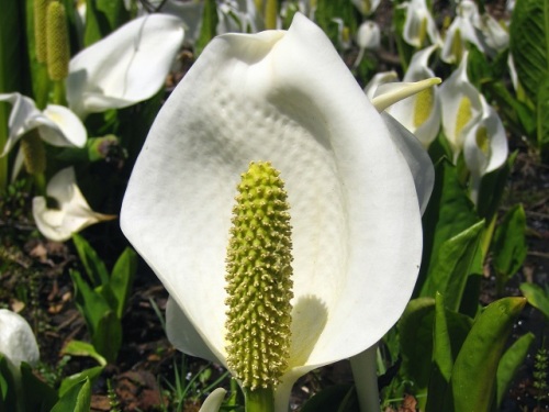 1本の肉穂花序に4枚の花被片がある小花が数百個咲くミズバショウの花 自然観察の振返り 16 サトイモ科の植物 第2回 しろうと自然科学者の自然観察日記 楽天ブログ