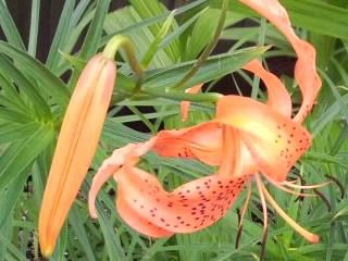 オニユリ2017_蕾付き